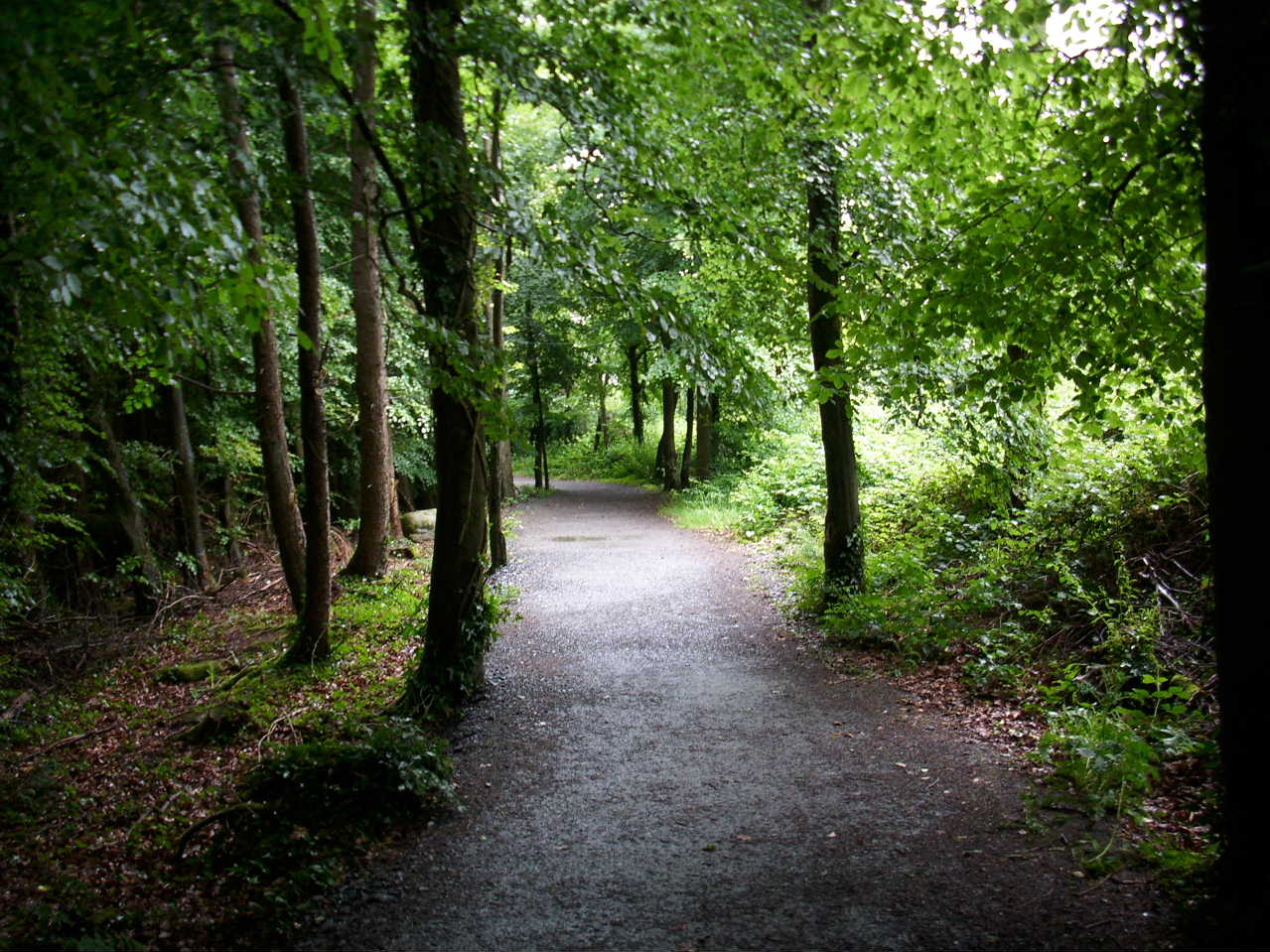 Rathwood forest walks
