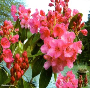 Come celebrate the 150th anniversary of the birth of Fielding Lecky Watson (father of Corona North) and see the Corona North rhododendron 